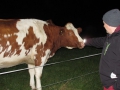 Tierische Nachbarn